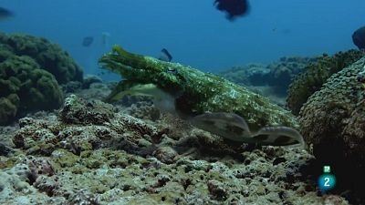 Grans Documentals - El mar d'Aràbia: Els mags de l'escull