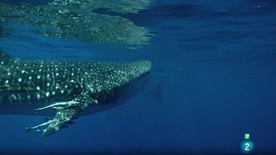 Grans Documentals - El mar d'Aràbia: Festí a les illes