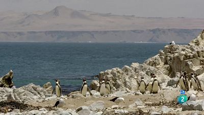 Grans Documentals - El Perú salvatge, el camp de batalla dels Andes: La costa salvatge del Perú