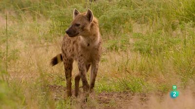 Grans documentals - Els caçadors d'Àfrica. Episodi 4: El príncep perdut