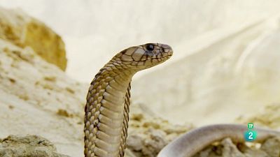 Grans documentals - Els supervivents definitus de la naturalesa - 3.Els vint millors artistes