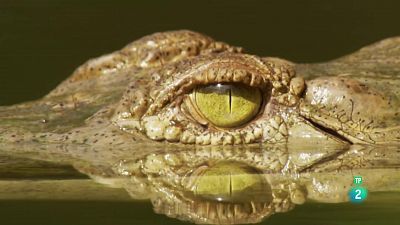Grans documentals - Els supervivents definitus de la naturalesa - 5.Els vint millor caçadors