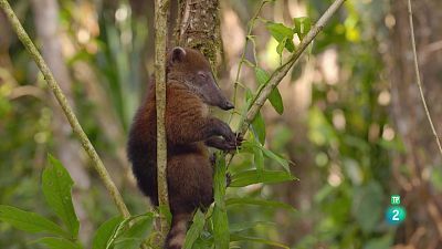 Grans documentals - Equador en el cim de la biodiversitat: De l'Amazònia a les Cimeres Andines