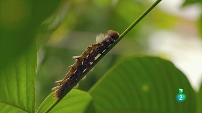 Grans documentals - Equador en el cim de la biodiversitat: Dels alts Alps a les Illes Galápagos