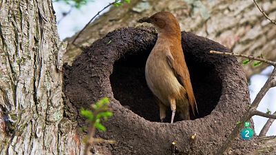 Grans Documentals - Estructures animals: Cases a mida