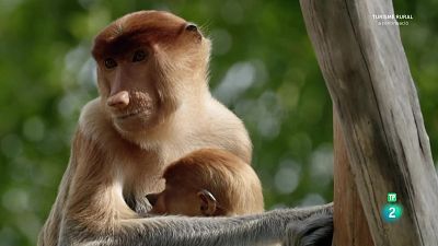 Grans documentals - Famílies animals sorprenents: Episodi 6