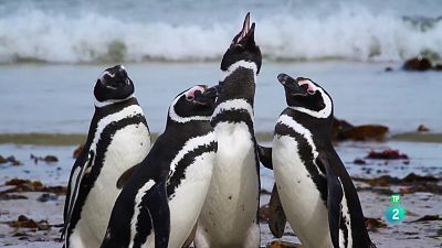 Grans documentals - Famílies animals sorprenents: Episodi 9