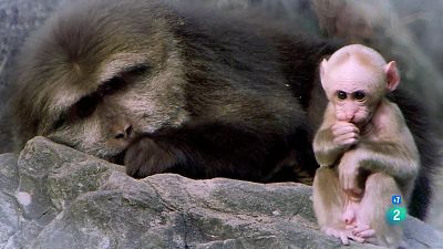 Grans Documentals - Fent el mico, els macacos del mont Huang Shan