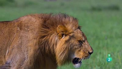Grans Documentals - Grans espècies d'Àfrica: Episodi 1. Grans felins