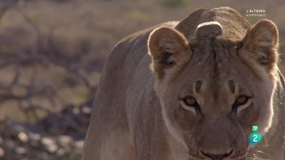 Grans documentals - Grans parcs naturals de l'Àfrica. El parc nacional de Karoo