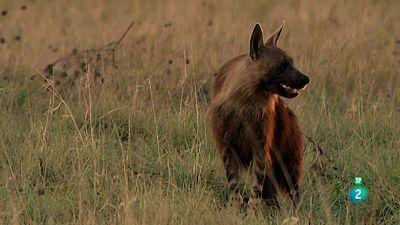 Grans Documentals - Hienes brunes del Makgadikgadi