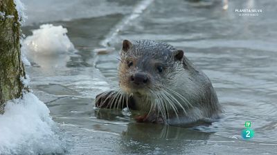 Grans Documentals - La fauna i la flora dels llacs secrets
