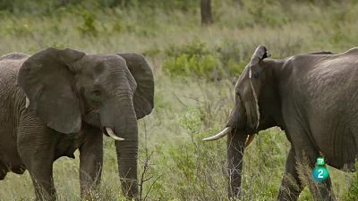 Grans Documentals - La gran història dels elefants