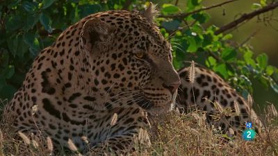 Grans Documentals - La solitud del lleopard