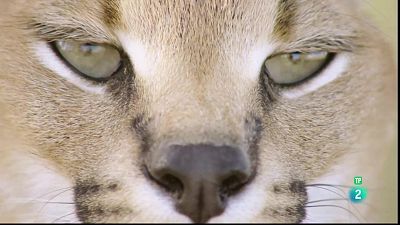 Grans Documentals - La vida a l'Àfrica ardent: El caracal, la sabana en flames