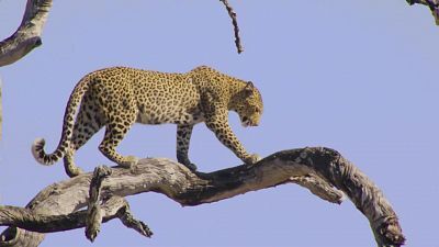 Grans Documentals - La vida a l'Àfrica ardent: El lleopard calor i sorra