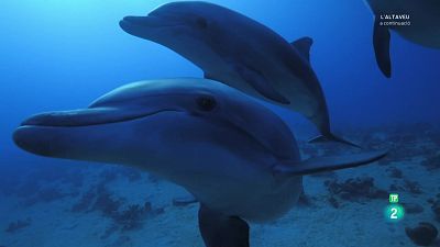 Grans documentals - La vida al regne animal: Mar i escull.