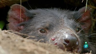 Grans Documentals - La vida secreta del diable de Tasmània: Un diable a la Terra