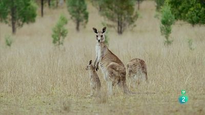 Grans Documentals - La vida secreta dels cangurs: De la bossa a terra