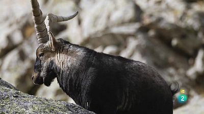 Grans Documentals - La vida sobre les roques