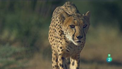 Grans Documentals - L'alè del guepard