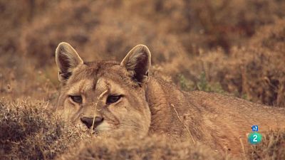 Grans documentals - L'Argentina indòmita: Terra de supervivents