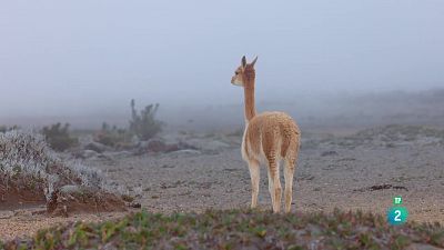 Grans Documentals - L'Equador, al cim de la biodiversitat: De l'Amazònia als cims andins