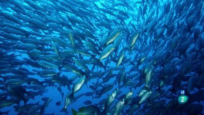 Grans Documentals - Les Galàpagos, la frontera del món: Un oceà de confusió