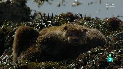 Grans documentals - Les Illes Shetland: la frontera vikinga d'Escòcia