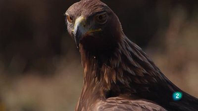 Grans Documentals - L'Espanya salvatge, història de dos germans cineastes de la natura