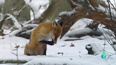 Grans documentals - L'hivern blanc: Una estació prealps septentrionals