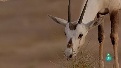 Grans documentals - L'infern de l'Aràbia: Episodi 3. La vida i la mort a les dunes