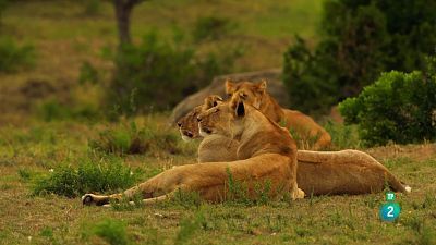 Grans Documentals - Lleons contra hienes: Enfrontament entre clans