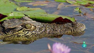 Grans Documentals - L'Okavango, el riu dels somnis. Episodi 1: El paradís.