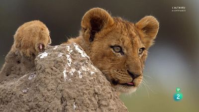 Grans Documentals - L'Okavango, el riu dels somnis. Episodi 2: El purgatori