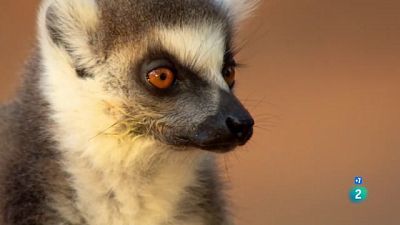 Grans Documentals - Madagascar salvatge: llegendes de l'illa dels lèmurs