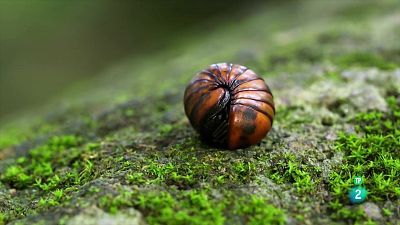 Grans Documentals - Meravelles salvatges de Madagascar