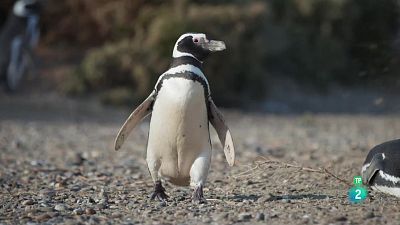 Grans documentals - Migracions animals èpiques: La Patagonia