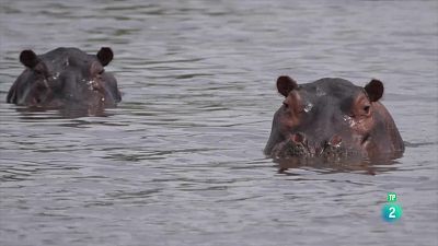 Grans Documentals - Moremi, el regne de l'hipopòtam