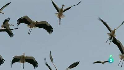 Grans Documentals - Multituds, la màgia dels números