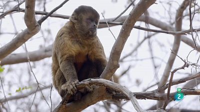 Grans Documentals - Nascut per ser salvatge: Chico, el bebè caputxí