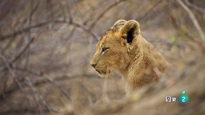 Grans Documentals - Nascut per ser salvatge: Chinga, el bebè de lleó
