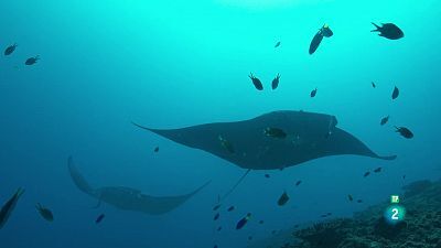 Grans Documentals - Ningaloo, la meravella de l'oceà d'Austràlia: Connexions