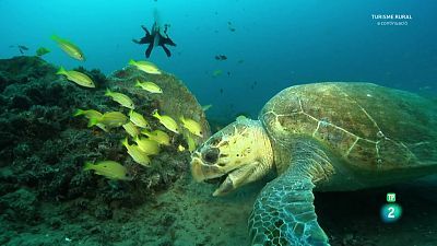 Grans documentals - Oceans èpics - Episodi 1: Les costes