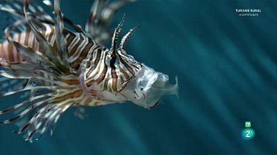 Grans documentals - Oceans èpics - Episodi 2: Els esculls poc profunds