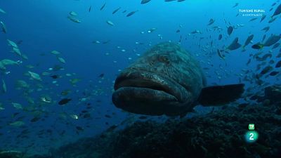 Grans documentals - Oceans èpics - Episodi 3: El mar obert