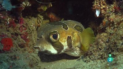 Grans Documentals - Oceans èpics | Esculls amb poca profunditat