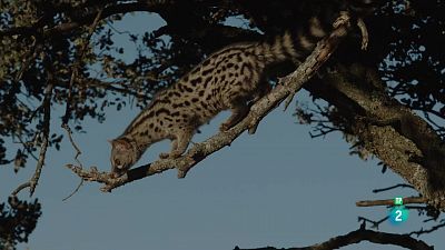 Grans Documentals - Parc Nacional de Monfragüe