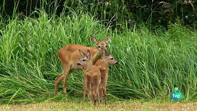 Grans documentals - Pares a la natura. Jocs d'aparellament i naixements