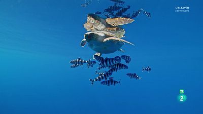 Grans documentals - Pelagos, en el cor del Mediterrani